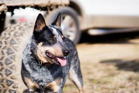 Blue Heeler Stock Photos