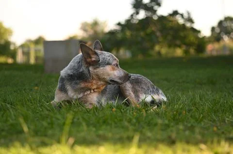 Blue Heeler Stock Photos