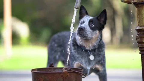 A blue heeler puppy drinks water in slow motion. Stock Footage