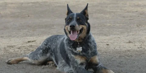 Blue Heeler in Slow Motion Vidéo 93950496