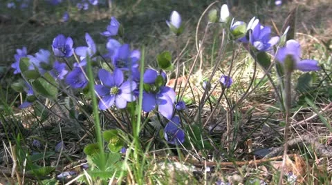 Blue hepatica flower Stock Footage 10926148