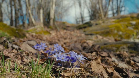Blue Hepatica Flowers Emerging as a Clear Sign of Early Spring Stock Footage 335412443