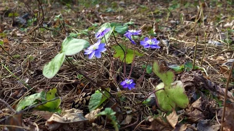 Blue Hepatica Flowers on Forest Floor Stock-Footage 332558261