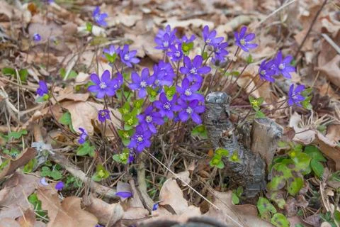 Blue hepatica in oak and pine forest Stock Photos
