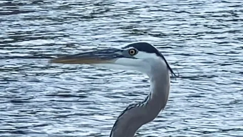 Blue Heron 01 Video stock 300483385