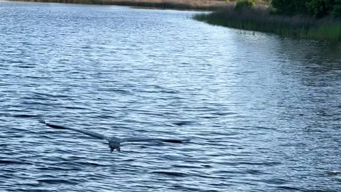 Blue Heron 04 Video stock 300483426