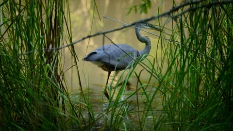 Blue heron 2 Stock Footage 96261773