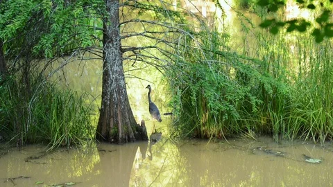 Blue heron 3 Stock Footage 96262028
