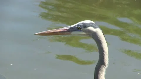 Blue heron and fish Stock Footage 12373203