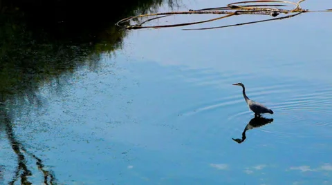 Blue Heron and Reflection on Water Video stock 38935258