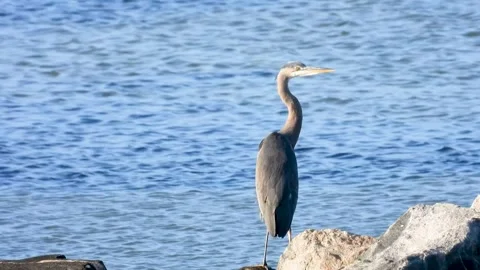 Blue Heron on the Bay Stock Footage 142325960