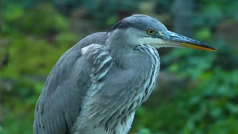 A blue Heron bird looking Stock Footage 291726900