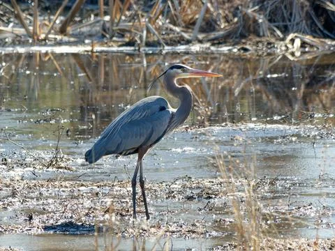 Blue heron bird wadding in marsh Stock Photos