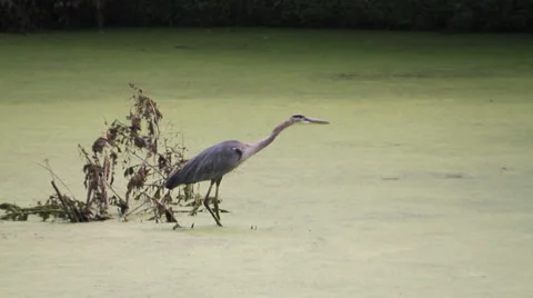 Blue Heron Catcher small prey fish Stock Footage 27688459