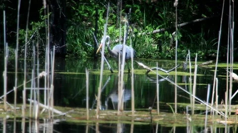 Blue Heron catching a fish Vidéo 479433