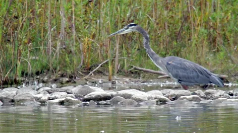 Blue Heron catching a fish.mp4 Stock Footage