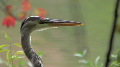 Blue Heron Close Up 스톡 동영상 68545050