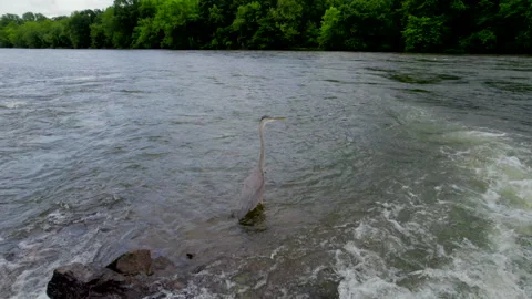Blue Heron Close Up Stock Footage 201172869