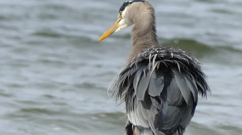 Blue heron close up ocean background Stock Footage 62819419
