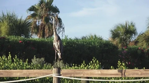 Blue Heron on Dock 動画素材 77417267