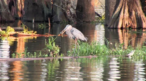 Blue Heron Eats Big Fish Video stock 23743644