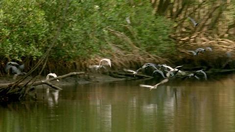 Blue Heron - Egretta caerulea Stock Footage 91175436