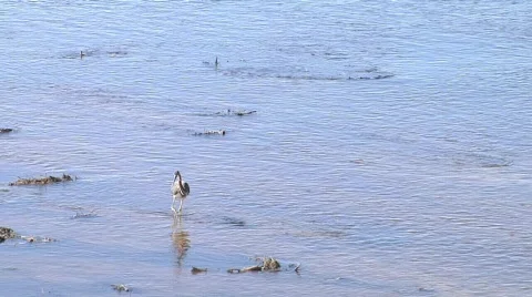 Blue heron feeding Stock Footage 279401