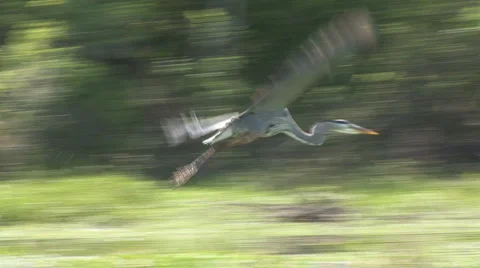 Blue Heron Flying Stock Footage 1064862