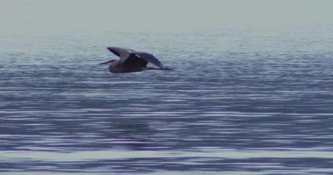 Blue Heron flying Stock Footage 283574995