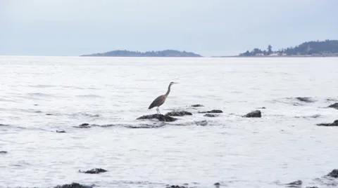 Blue heron flying off a rock Stock Footage 64841383