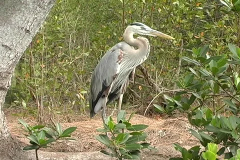 Blue Heron Видео 158367
