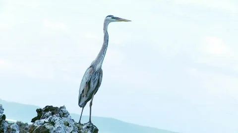 Blue Heron Stock Footage 758184