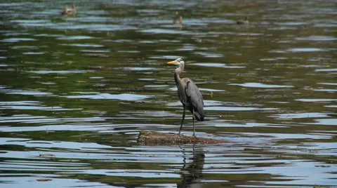 Blue Heron Stock Footage 31872211
