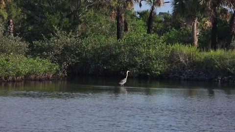 Blue Heron 動画素材 77410413