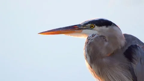 Blue Heron Stock Footage 78618990