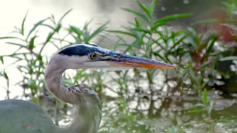 Blue Heron 스톡 동영상 78619464