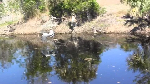 Blue Heron Stock Footage 88632957