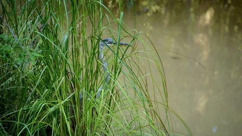 Blue heron Stock Footage 96261526