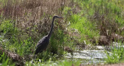 Blue Heron Stock Footage 127585063