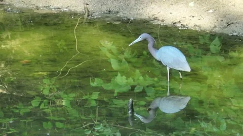 Blue Heron 스톡 동영상 199836170