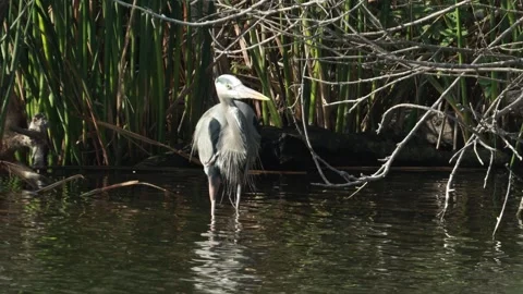 Blue Heron 库存影片 300382247