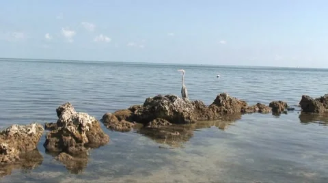 Blue heron handheld Video stock 7136605