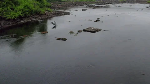 Blue Heron landing in river Stock Footage 201221501