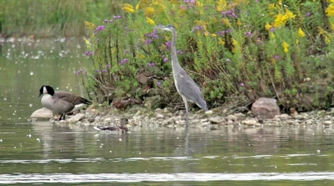 Blue Heron launching.mp4 Vidéo 863584