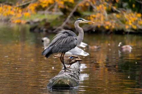 Blue Heron on a log Stock Photos