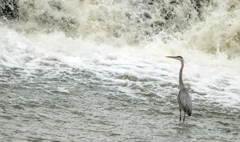 Blue Heron Looks Left At The Base Of Waterfall Stock Photos