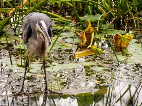 Blue Heron in Marsh Stock Photos