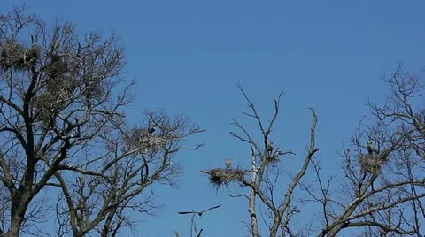 Blue Heron nesting in tree tops Stock Footage 22424194