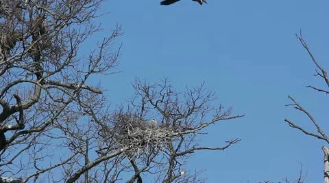 Blue Heron nesting in tree tops Video stock 22424817