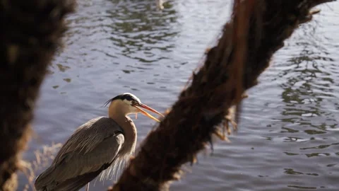 Blue Heron by the ocean on rocks Vidéo 240312576
